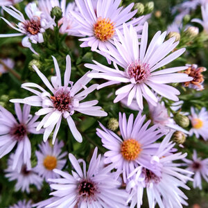 asters2