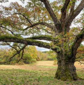 homegrown national park oak tree