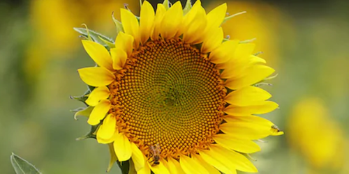 sunflower HNP